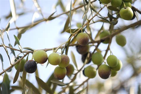 Types Of Olive Trees Nz Keren Reedy