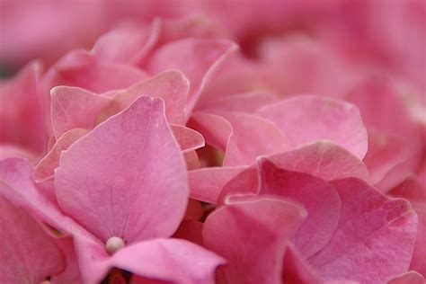 Pink Hydrangea Bloom Free Photo On Pixabay Pixabay