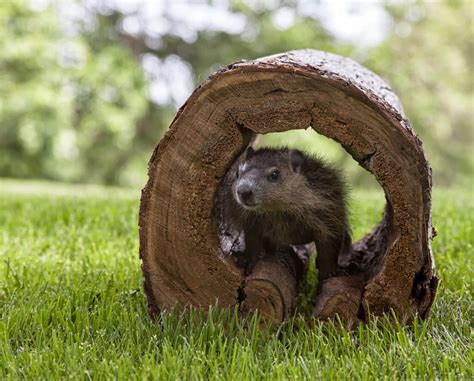 10 Facts about Groundhog Day » Almanac » Surfnetkids