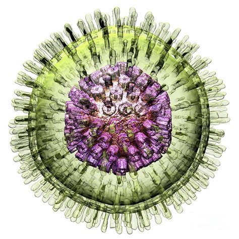 Herpes Virus Photograph By Russell Kightley Fine Art America