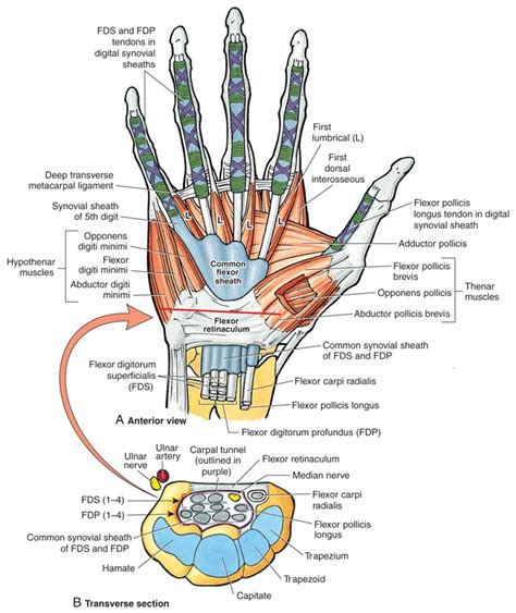 Carpal Tunnel Syndrome Hand Therapy Carpal Tunnel Syndrome Medical Anatomy