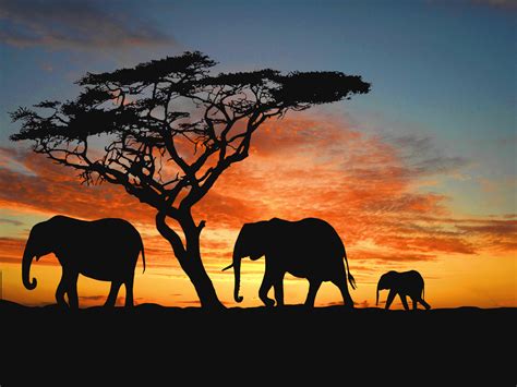 African Safari Elephants Wallpapers Wallpaper Cave