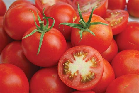 Glacier Tomato Seeds