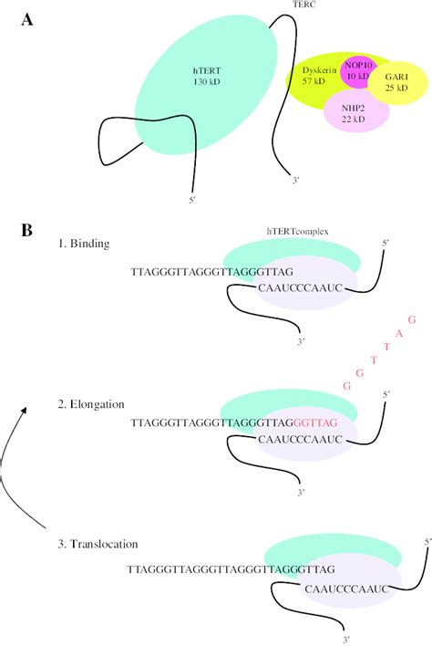 Telomerase Structure And Activity A The Telomerase Enzyme Is