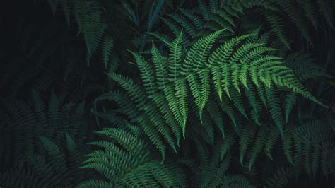 Choose from a curated selection of green wallpapers for your mobile and desktop screens. Download wallpaper 2560x1440 fern, leaves, green, plant ...