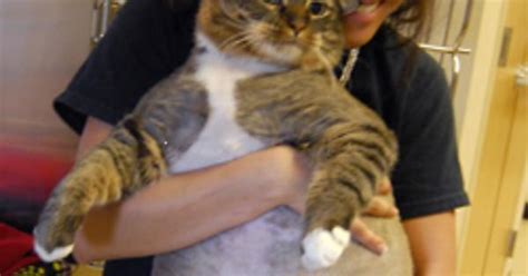 Top 5 World S Fattest Cats Imgur