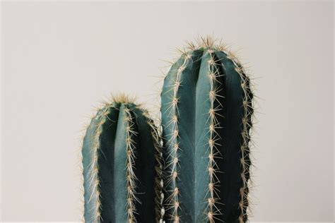 Green plant cactus with spines and flowers. go ѕιт on a cacтυѕ raιnə нood | Blühende pflanzen, Bäume ...