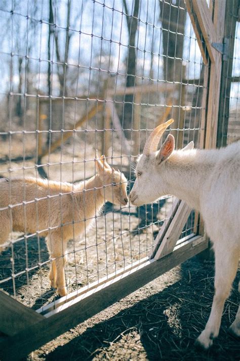 Celebrity Goat Retreat Goats Of Anarchy Free People Blog Freepeople