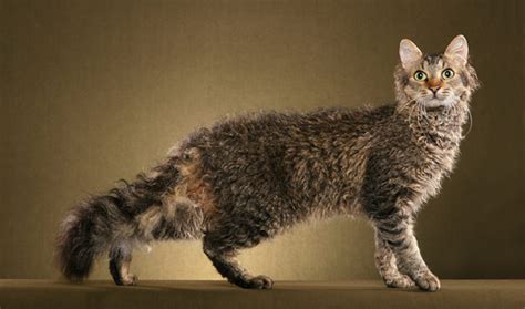 laperm cat breed information
