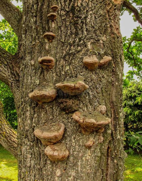 Wood Fungus Mushroom Parasite On Oak Tree Trunk Stock Photo Image Of