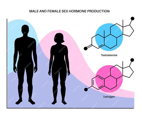 Tabla De Colores De Niveles De Estrógeno Y Testosterona Producción De Hormonas Sexuales Por