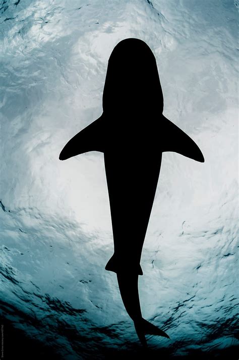Tiger Shark Silhouette By Stocksy Contributor Shane Gross Shark