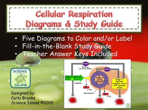 Cellular Respiration Diagrams And Study Guide Cellular Respiration