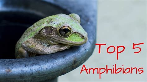 Top 5 Pet Amphibians Youtube