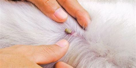 The Dangers Of Embedded Ticks On Dogs 2024