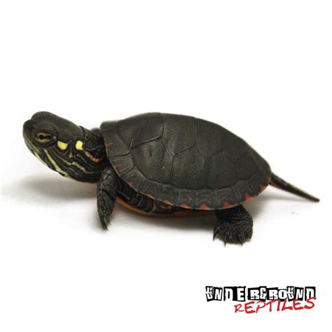 These adorable little guys are omnivores. Baby Eastern Painted Turtles For Sale - Underground ...