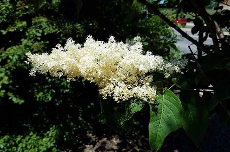 How To Grow And Care For Japanese Tree Lilacs Gardeners Path