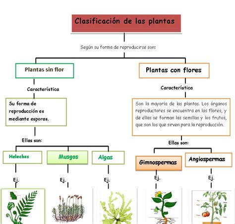 El Rincón De Helguera Capacitación Las Plantas Clasificacion