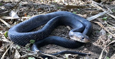 8 Black Snakes In Texas One Is Venomous W3schools