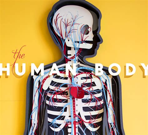 Anatomy Human Body Animation