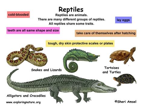 11 Best Reptiles Assignment Images On Pinterest Animal