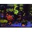 40g Soft Coral Dominated Reef Tank  ReefTank