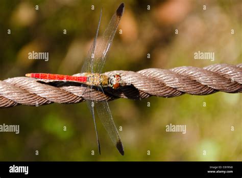 Red Japanese Dragonfly Sitting On A Rope In Daylight Stock Photo Alamy