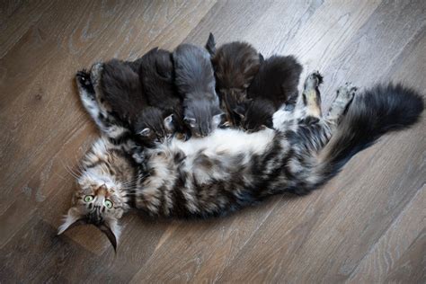 Maine Coon Pregnancy The Ultimate Guide Expert Approved