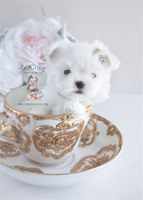Maltese have had many names over the centuries, among them: Teacup and Toy Maltese Puppies | Teacups, Puppies & Boutique
