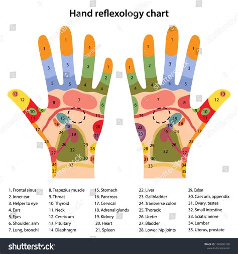 Hand Reflexology Chart Stock Illustrations 60 Hand Re
