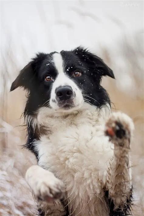 30 Cute Black And White Border Collie Pics That Will Cheer You Up