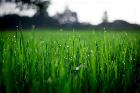 The water is quickly collected by the roots and stored in thick, expandable stems. How Much Should You Water Your Lawn? » AZ Mortgage Broker ...