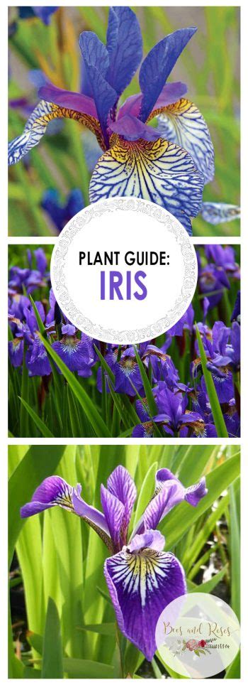 Plant Guide Iris ~ Bees And Roses