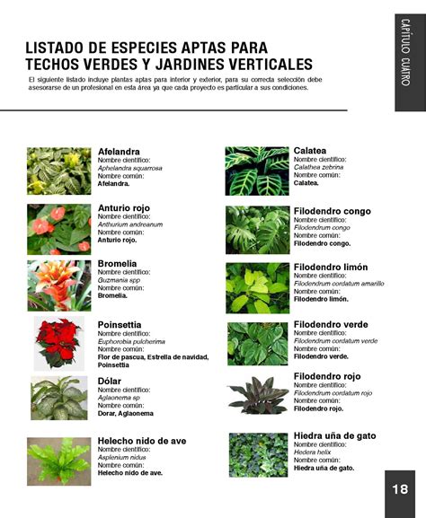 Lista 94 Foto 100 Nombres De Plantas Con Imágenes Actualizar
