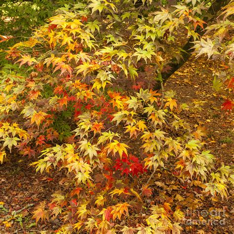 Japanese Maple Tree With Autumn Colour Leaves Photograph By Philip Preston