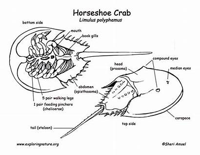 Crab Horseshoe Diagram Labeling Coloring Pdf Exploringnature