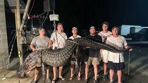 Alligator Weighing 500 Pounds Caught In Alabama Hunting Season