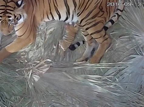 First Ever Malayan Tiger Born At Tampas Lowry Park Zoo