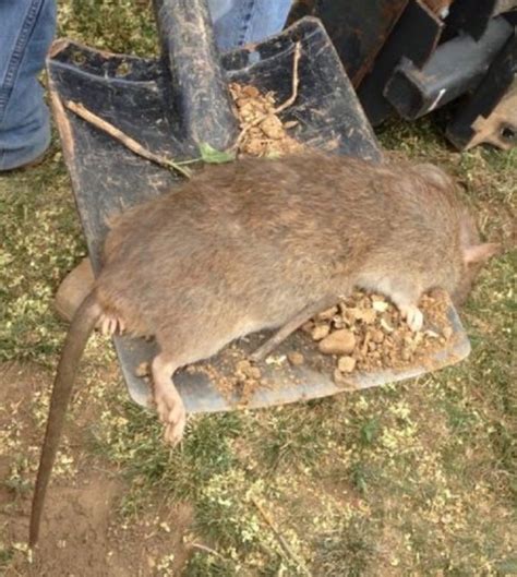 Giant Rat Found In Washington Dc The Interrobang