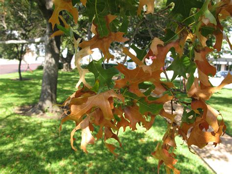 Treating Bacterial Leaf Scorch Tree Topics