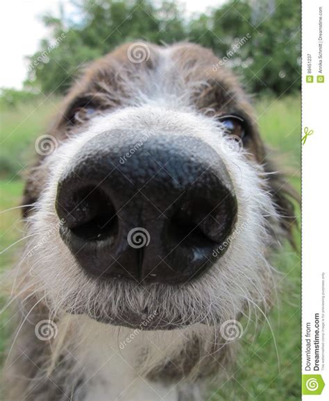 Dog Stock Image Image Of Cute Nose Garden 89451237