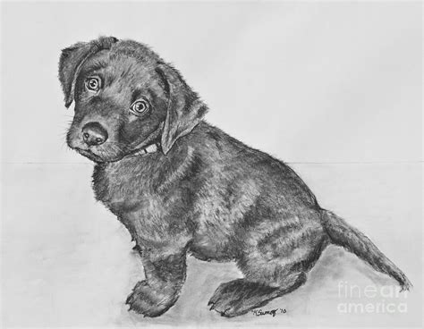 Sculpture, sexaoi hato, barbed, cartoon, fish hooks, fishing, handmade, illustration, line drawing, lures, makers, mildly nsfw, pen and ink, pinups, sketches. Chocolate Lab Puppy Artwork Drawing by Kate Sumners