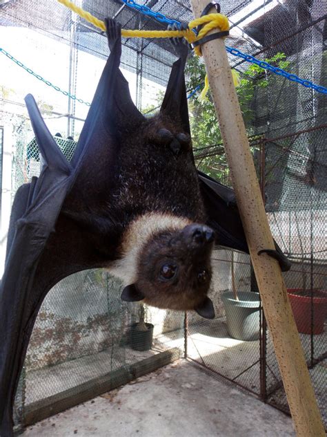 Fruit Bats ‘vitally Important To Guams Forests