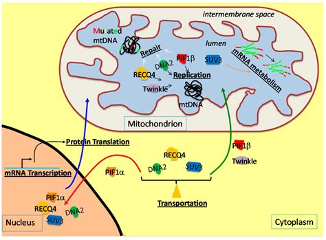 Maybe you would like to learn more about one of these? 32 Draw And Label A Mitochondria Surrounded By Cytoplasm ...