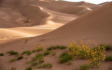 Download Wallpaper 3840x2400 Desert Sand Flowers Dunes Hills 4k