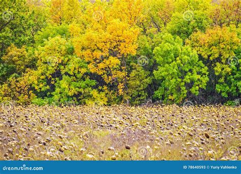 Autumn Landscape Yellowing Trees Nature Background Stock Image