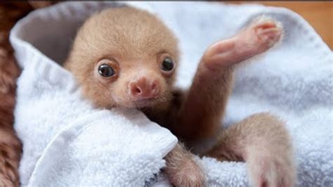 Baby Sloths Cute Funny Videos Compilation 10 Min Of Sloths