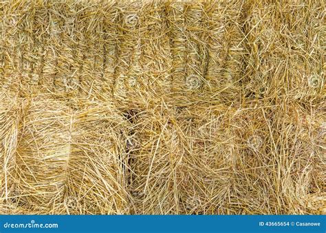 Straw Texture For Background Stock Photo Image Of Color Closeup