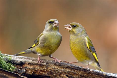 Questa voce elenca tutte le specie di uccelli di cui è stata riscontrata una nidificazione in italia negli ultimi anni. Berto di fero