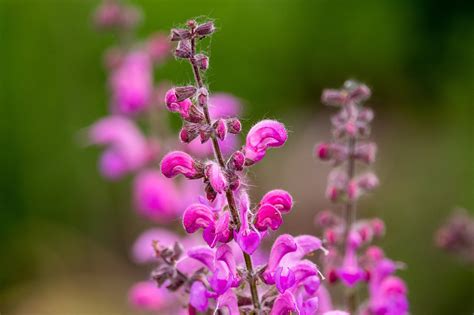 Salvia Horminum Clary Color Mix Seed Etsy Australia